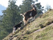 Feral goats on Brown Ridge (Harris photo)