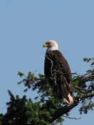 Bald Eagle on Brown Ridge, Saturna (Harris photo)
