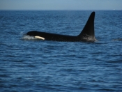 Orca sighting off Saturna with Discovery Seatours (Harris photo)