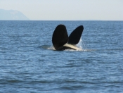 Playful Orca in Georgia Straight off Saturna Island (Harris photo)