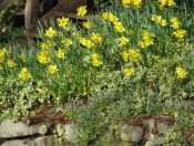 Lodge garden daffodils (Harris photo)